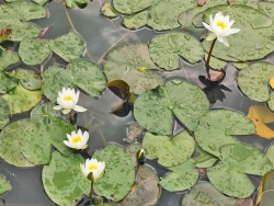 Seerose Schnee-Weiß